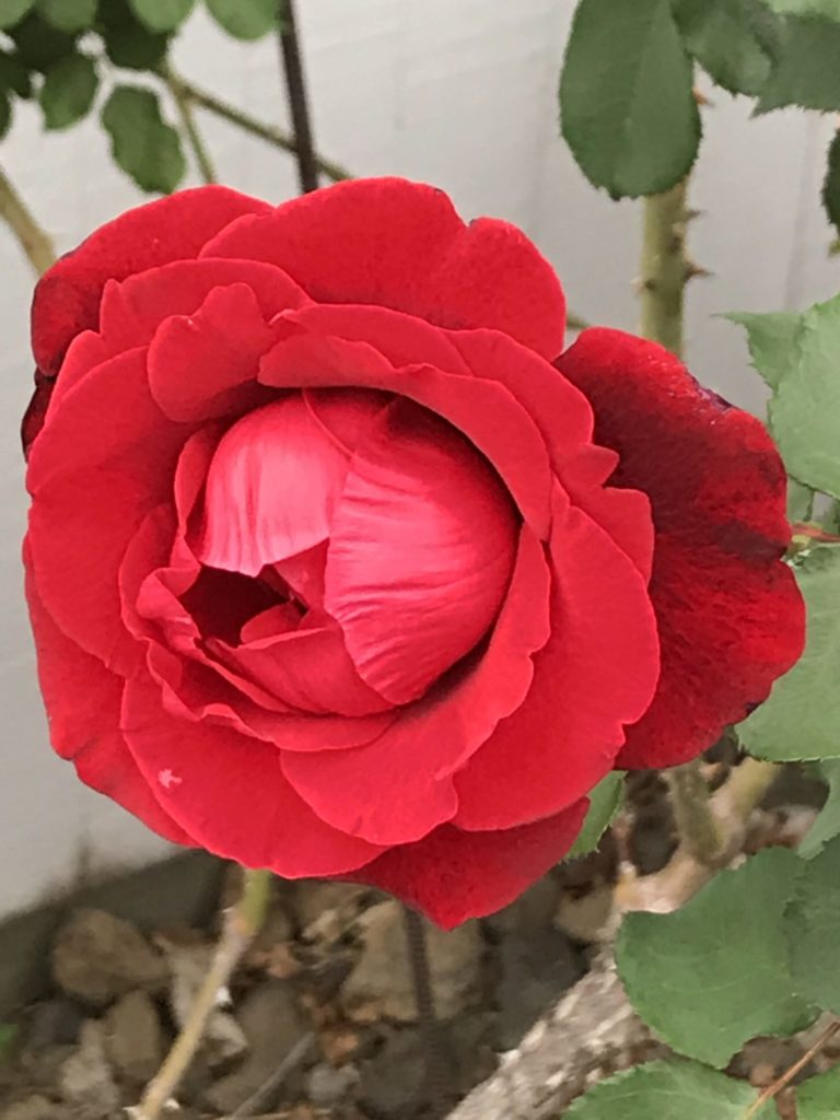 Rose im Painted Church Garten